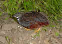 Blinke.jpg (96974 byte)