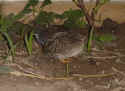 Hons.jpg (81762 byte)