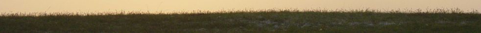 Gras2.jpg (9620 bytes)
